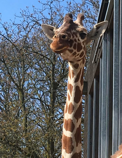 Art_Beha_Copenhagen_Zoo